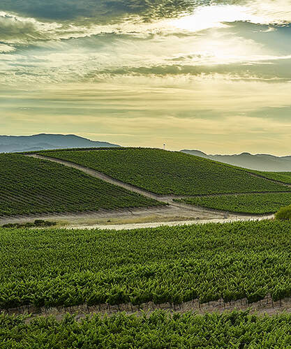Winemaking